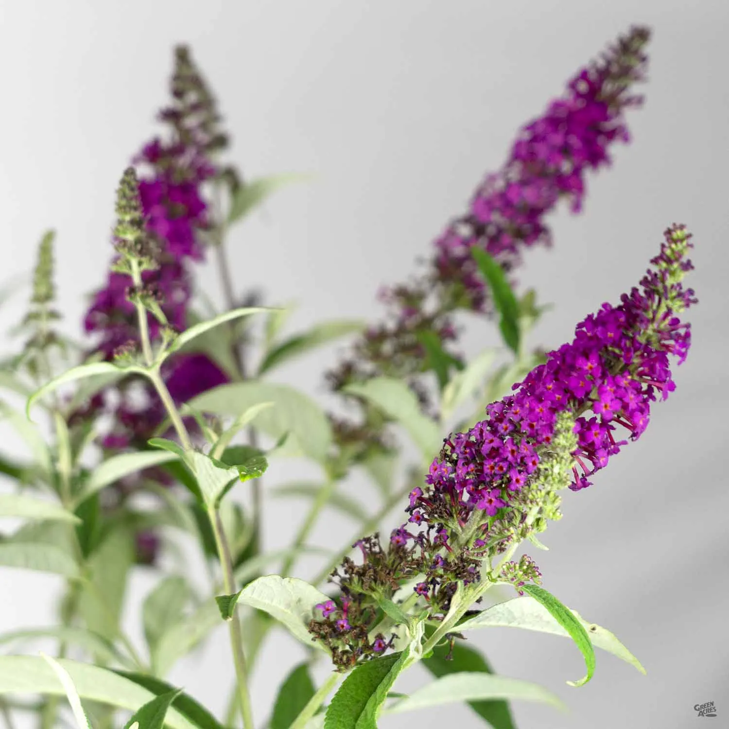 Butterfly Bush 'Miss Ruby'