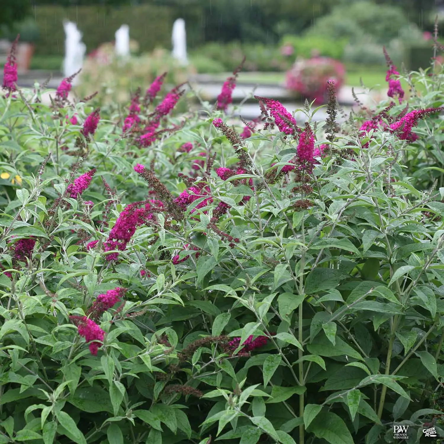 Butterfly Bush 'Miss Ruby'