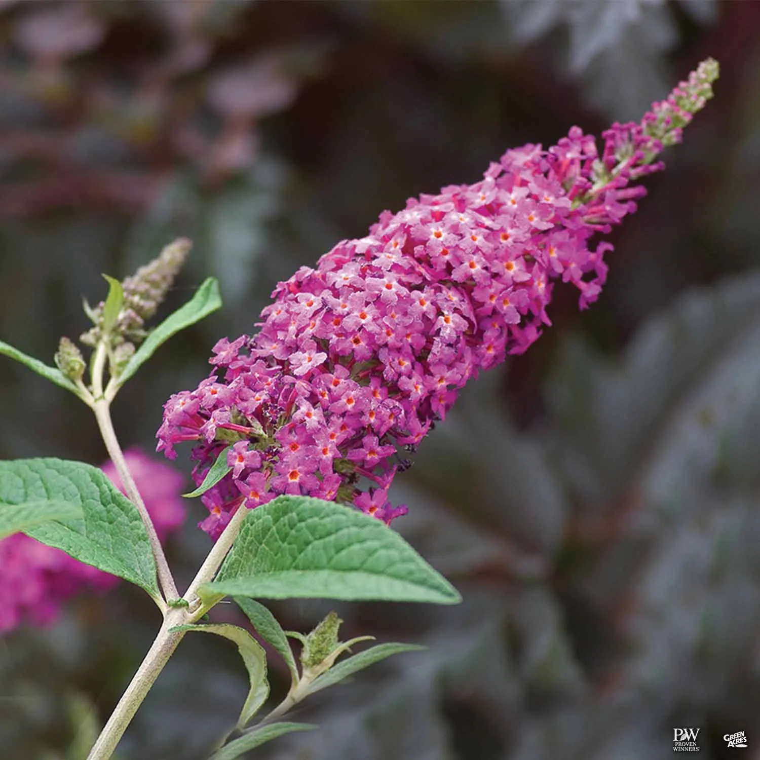 Butterfly Bush 'Miss Ruby'