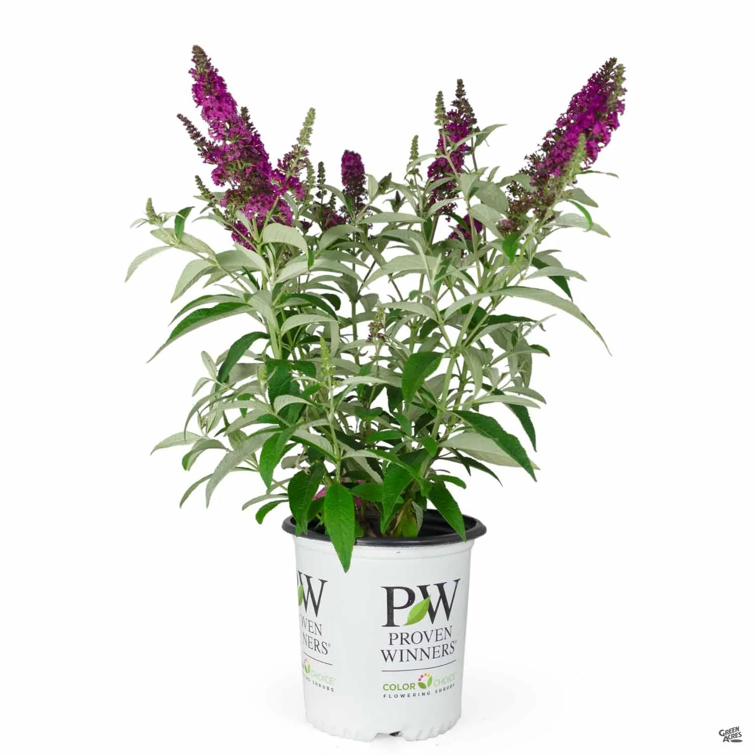 Butterfly Bush 'Miss Ruby'