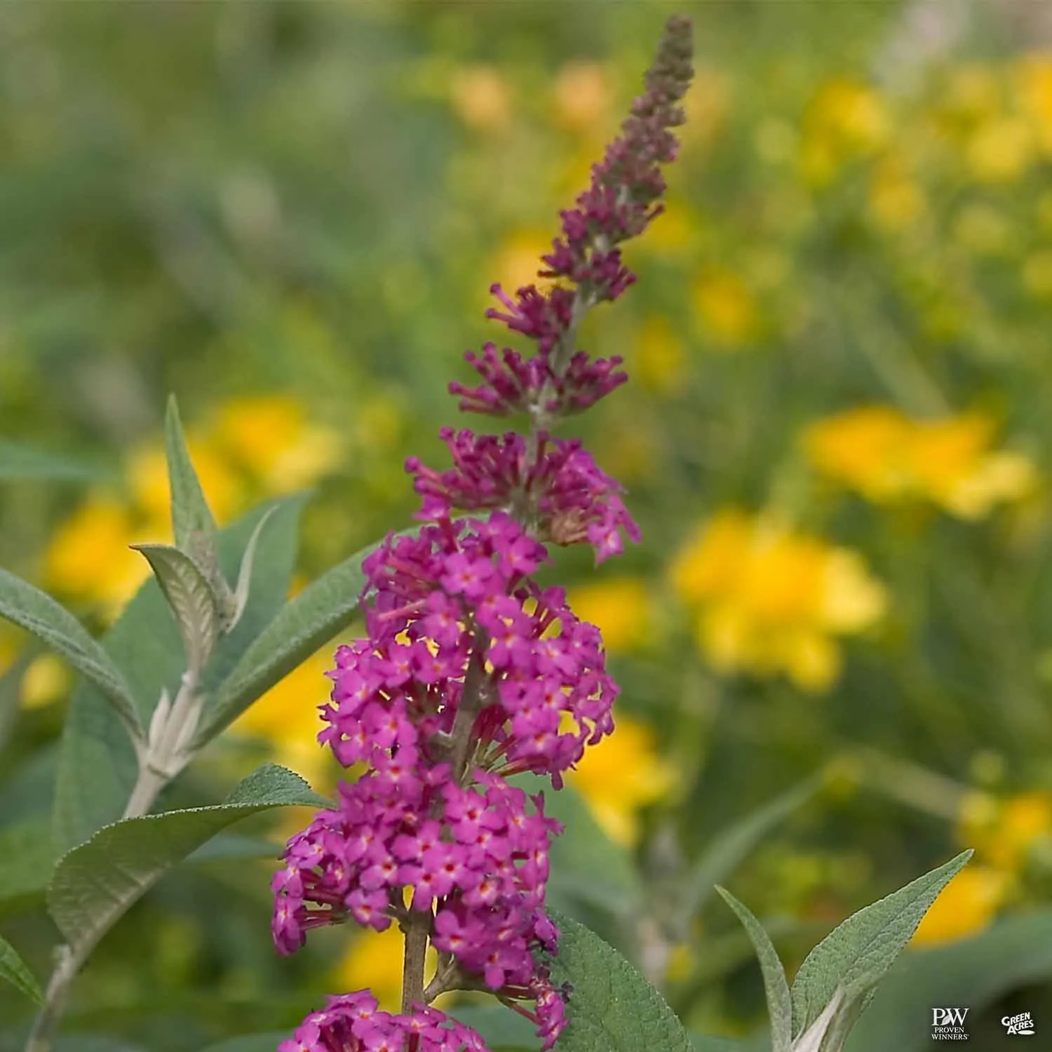 Butterfly Bush 'Miss Ruby'