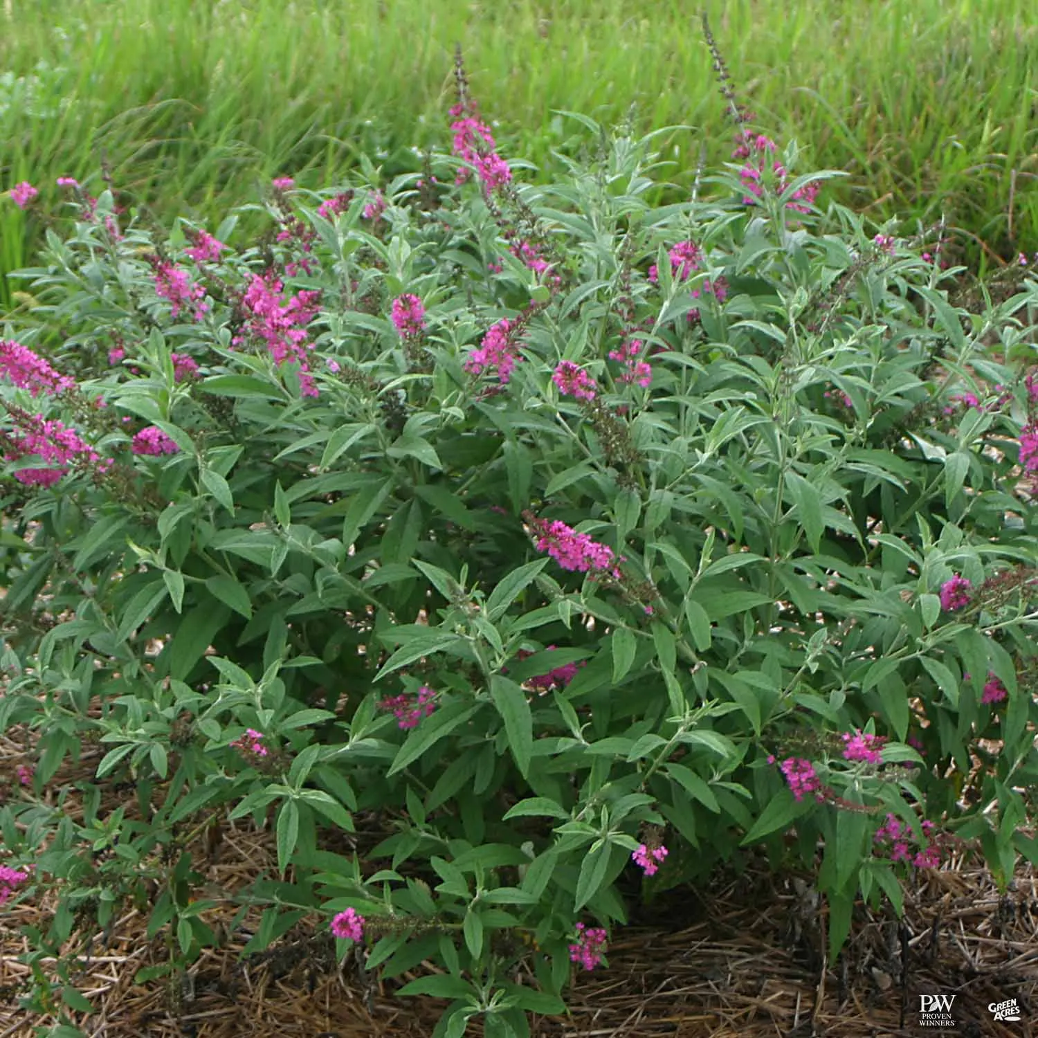 Butterfly Bush 'Miss Ruby'
