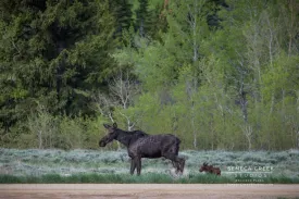 "Mother and Baby Moose in the Aspens and Sage" Fine Art Photography Print