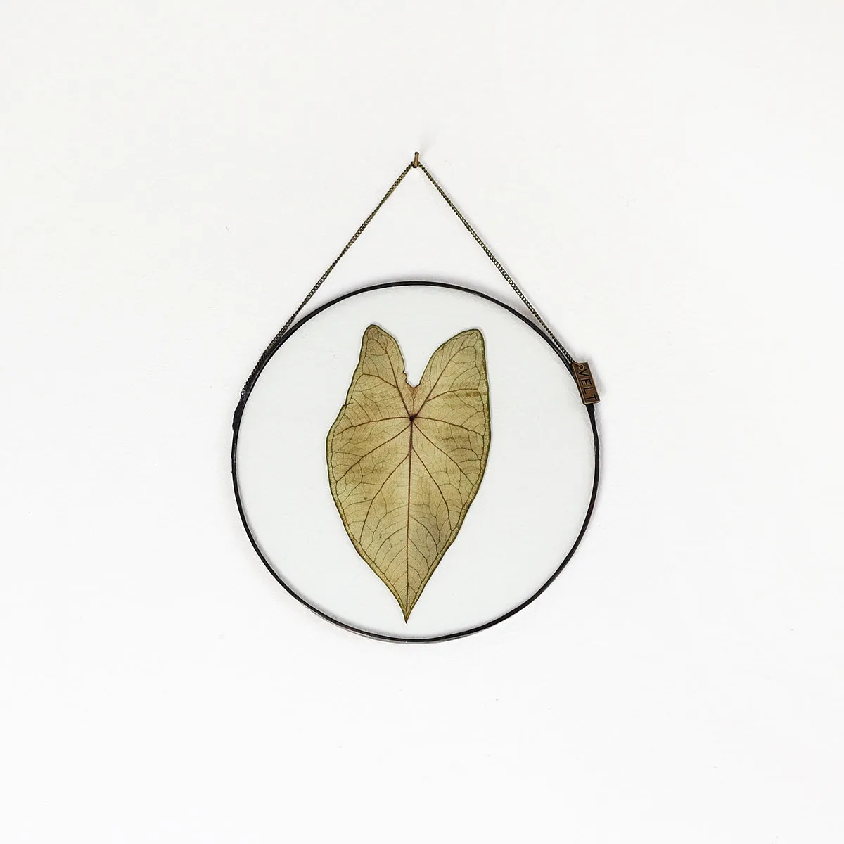 VELT Botanical Frame - Caladium